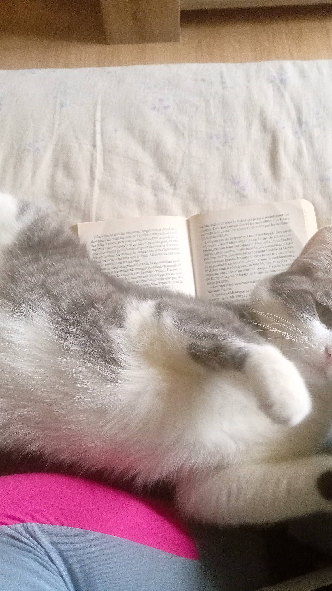 Griseby participe au concours pour gagner de l'argent avec cette photo : carnivore, cat, claw, comfort, companion_dog, dog_breed, domestic_short_haired_cat, fawn, felidae, foot, fur, grey, linens, nap, paw, sleep, small_to_medium_sized_cats, tail, whiskers