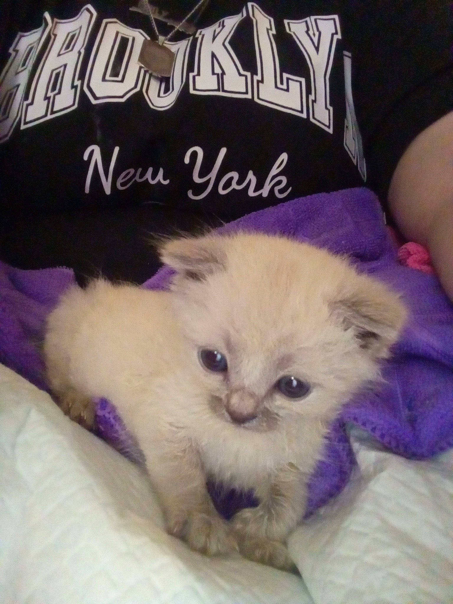 Akira participe au concours pour gagner de l'argent avec cette photo : carnivore, cat, cat_supply, comfort, companion_dog, electric_blue, fawn, felidae, font, fur, linens, paw, photo_caption, sleeve, small_to_medium_sized_cats, t_shirt, tail, terrestrial_animal, whiskers