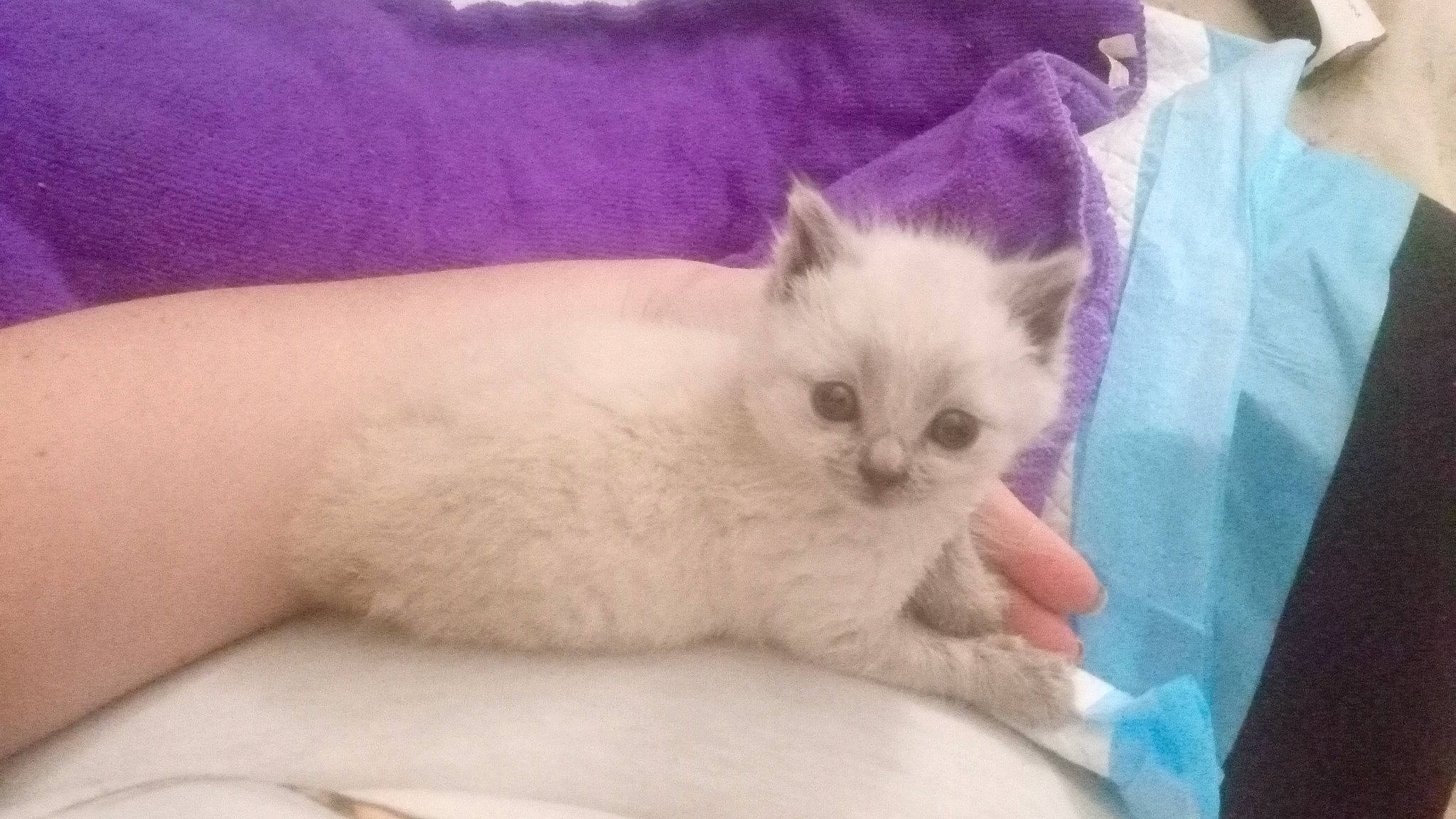 Akira participe au concours pour gagner de l'argent avec cette photo : carnivore, cat, claw, comfort, domestic_short_haired_cat, eye, fawn, felidae, fur, paw, small_to_medium_sized_cats, snout, tail, terrestrial_animal, whiskers