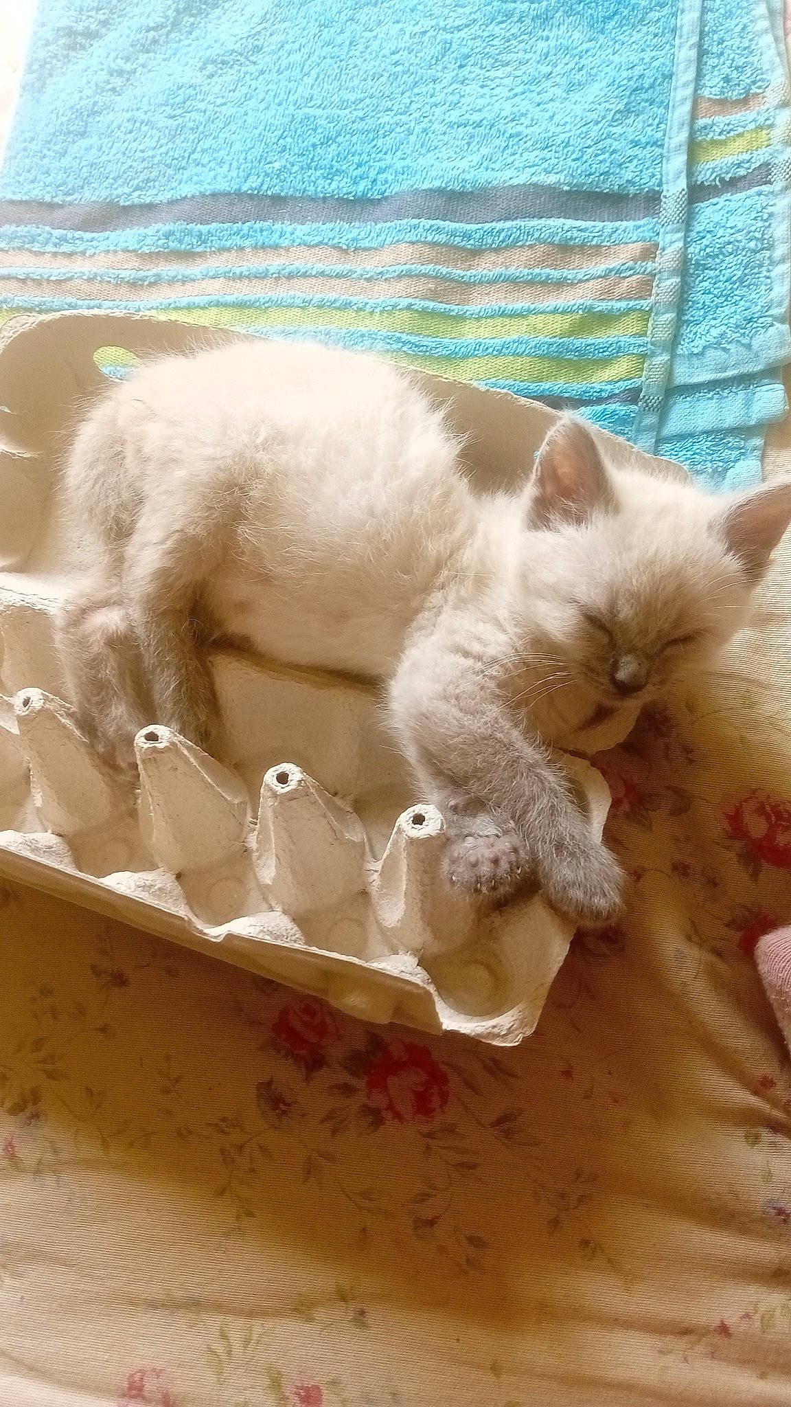 Akira a rejoint le concours — aidez-le/la à gagner de superbes lots ! box, carnivore, cat, cat_supply, claw, comfort, domestic_short_haired_cat, fawn, felidae, fur, paw, serveware, small_to_medium_sized_cats, tail, terrestrial_animal, whiskers