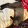 animal, beige_blanket, blanket, cat, cozy, curled_tail, cute, domestic_cat, feline, fur, indoor, lying_down, pet, playful, purple_blanket, red_blanket, relaxed, resting, whiskers, wide_eyes