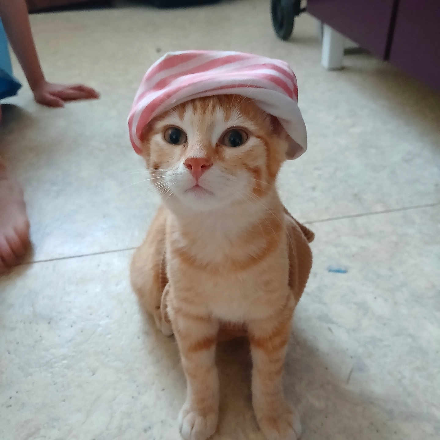Simba a rejoint le concours — aidez-le/la à gagner de superbes lots ! animal, boy, cap, cat, child, clothing, face, hardwood, hat, head, indoors, kitten, male, manx, person, pet, photography, portrait, towel, wood