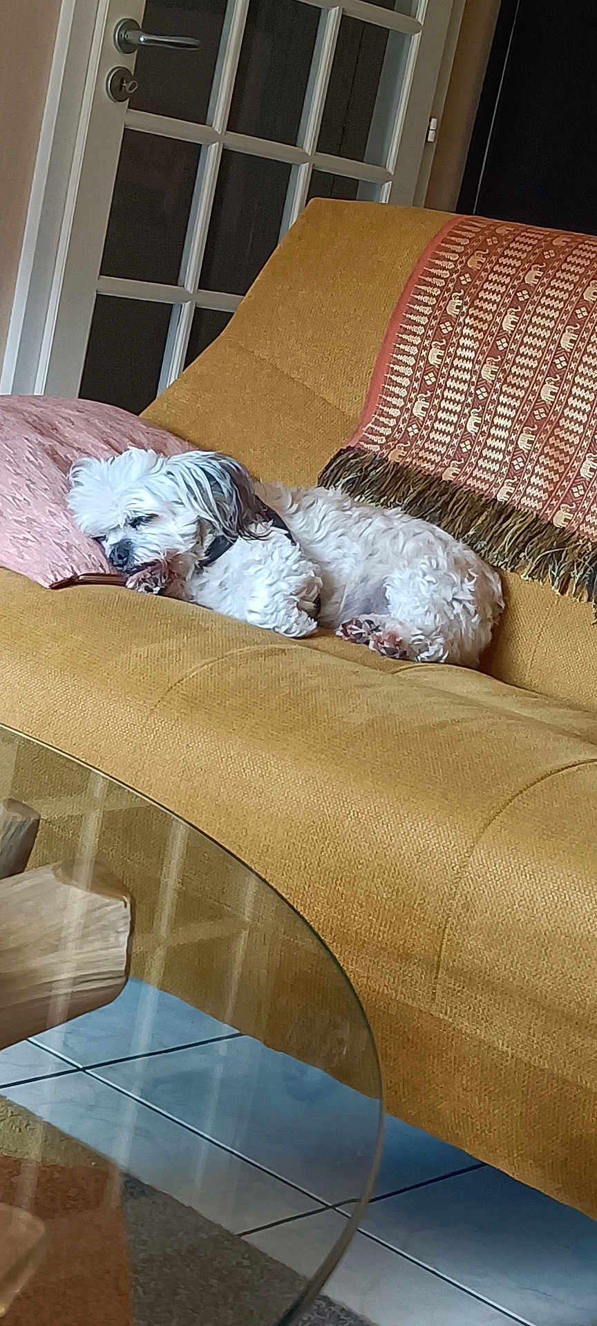 Lulu a rejoint le concours — aidez-le/la à gagner de superbes lots ! dog, sleeping, couch, pillow, blanket, indoor, furniture, pet, cozy, relaxing, white_dog, living_room, tile_floor, decor, home, resting, small_dog, curtains, glass_table, wood