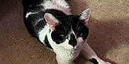 Neji Aka Potato is registered to the contest to win money with this photo: cat, black_and_white, pet, animal, indoor, floor, tile_floor, lying_down, looking_at_camera, whiskers, ears, shadow, fur, domestic_cat, cute, relaxed, mammal, four_legs, front_paws, alert