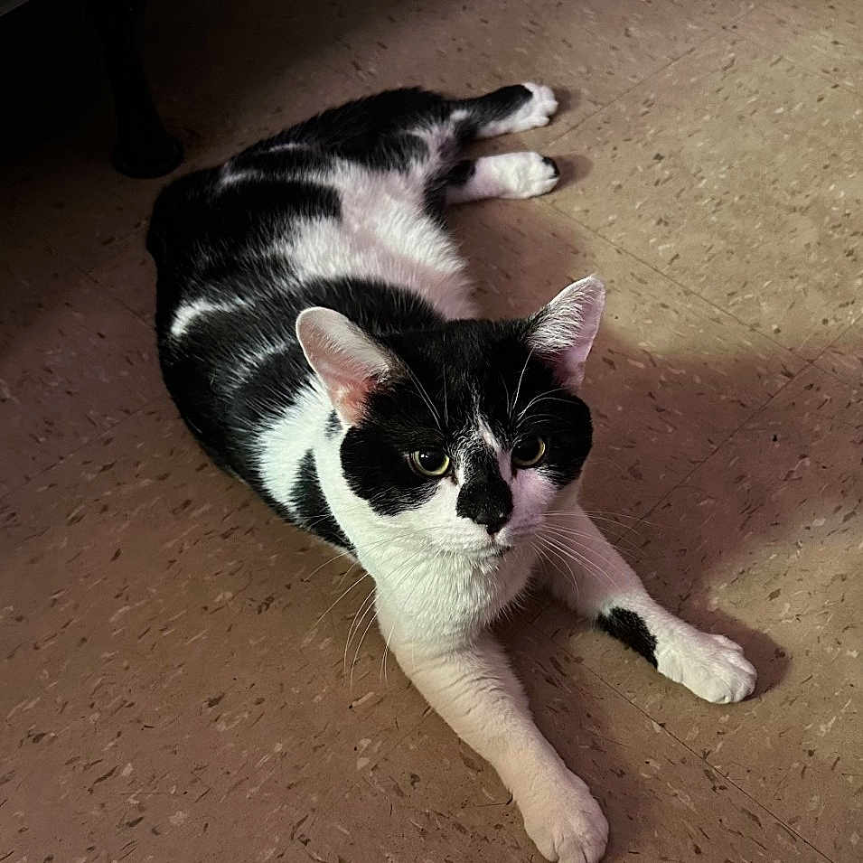 Neji Aka Potato is registered to the contest to win money with this photo: alert, animal, black_and_white, cat, cute, domestic_cat, ears, floor, four_legs, front_paws, fur, indoor, looking_at_camera, lying_down, mammal, pet, relaxed, shadow, tile_floor, whiskers
