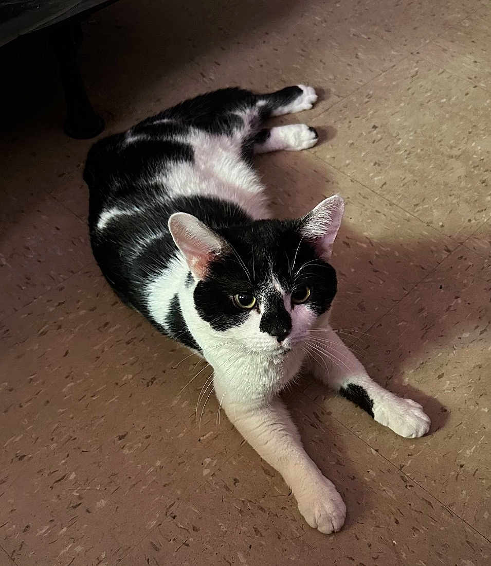 Neji Aka Potato is registered to the contest to win money with this photo: cat, black_and_white, pet, animal, indoor, floor, tile_floor, lying_down, looking_at_camera, whiskers, ears, shadow, fur, domestic_cat, cute, relaxed, mammal, four_legs, front_paws, alert