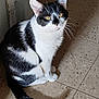 Neji Aka Potato is registered to the contest to win money with this photo: cat, black_and_white, sitting, floor, tile, pet, animal, whiskers, fur, eyes, indoor, looking_up, tail, corner, domestic, feline, cute, quiet, calm, home
