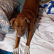 Red joined the competition — help win amazing prizes! animal, bed, blanket, brown_dog, comfort, cute, dog, ears, eyes, fabric, fur, indoor, looking_up, nails, pet, pillow, resting, stretching, white_paws, wooden_frame