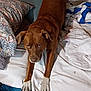 animal, bed, blanket, brown_dog, comfort, cute, dog, ears, eyes, fabric, fur, indoor, looking_up, nails, pet, pillow, resting, stretching, white_paws, wooden_frame
