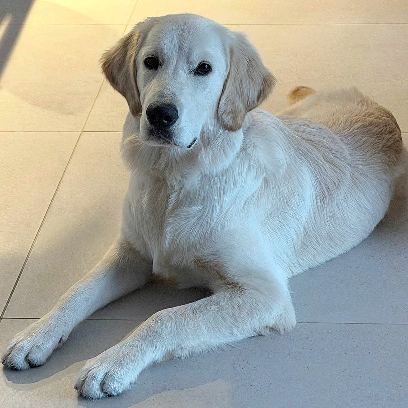 Moshi a rejoint le concours — aidez-le/la à gagner de superbes lots ! dog, golden_retriever, canine, pet, animal, lying_down, portrait, white_fur, floppy_ears, brown_eyes, black_nose, paws, long_fur, indoor, tile_floor, sunlight, relaxed, looking_at_camera, home, cute