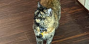 Gretchen joined the competition — help win amazing prizes! animal, bell, black, brown, cat, collar, curious, domestic, feline, flooring, house, indoor, looking_up, orange, pet, standing, tail, tortoiseshell, whiskers, wood_floor