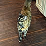 animal, bell, black, brown, cat, collar, curious, domestic, feline, flooring, house, indoor, looking_up, orange, pet, standing, tail, tortoiseshell, whiskers, wood_floor