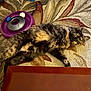 Gretchen joined the competition — help win amazing prizes! animal, ball, carpet, cat, curious, domestic, floor, fur, glass_bowl, home, indoor, lying_down, pattern, pet, playful, purple_toy, relaxed, tortoiseshell, toy, wooden_table