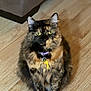 Gretchen is registered to the contest to win money with this photo: animal, brown, cat, collar, companion, curious, cute, domestic, feline, floor, fur, home, indoor, pet, purple_collar, sitting, tag, tortoiseshell, wood_floor, yellow_eyes