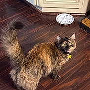 Gretchen joined the competition — help win amazing prizes! animal, cabinet, cat, curious, domestic, dry_food, feline, flooring, food_plate, fur, home, indoor, kitchen, looking_up, mouth_open, pet, tail, tortoiseshell_cat, wooden_floor, yellow_eyes
