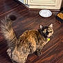 animal, cabinet, cat, curious, domestic, dry_food, feline, flooring, food_plate, fur, home, indoor, kitchen, looking_up, mouth_open, pet, tail, tortoiseshell_cat, wooden_floor, yellow_eyes
