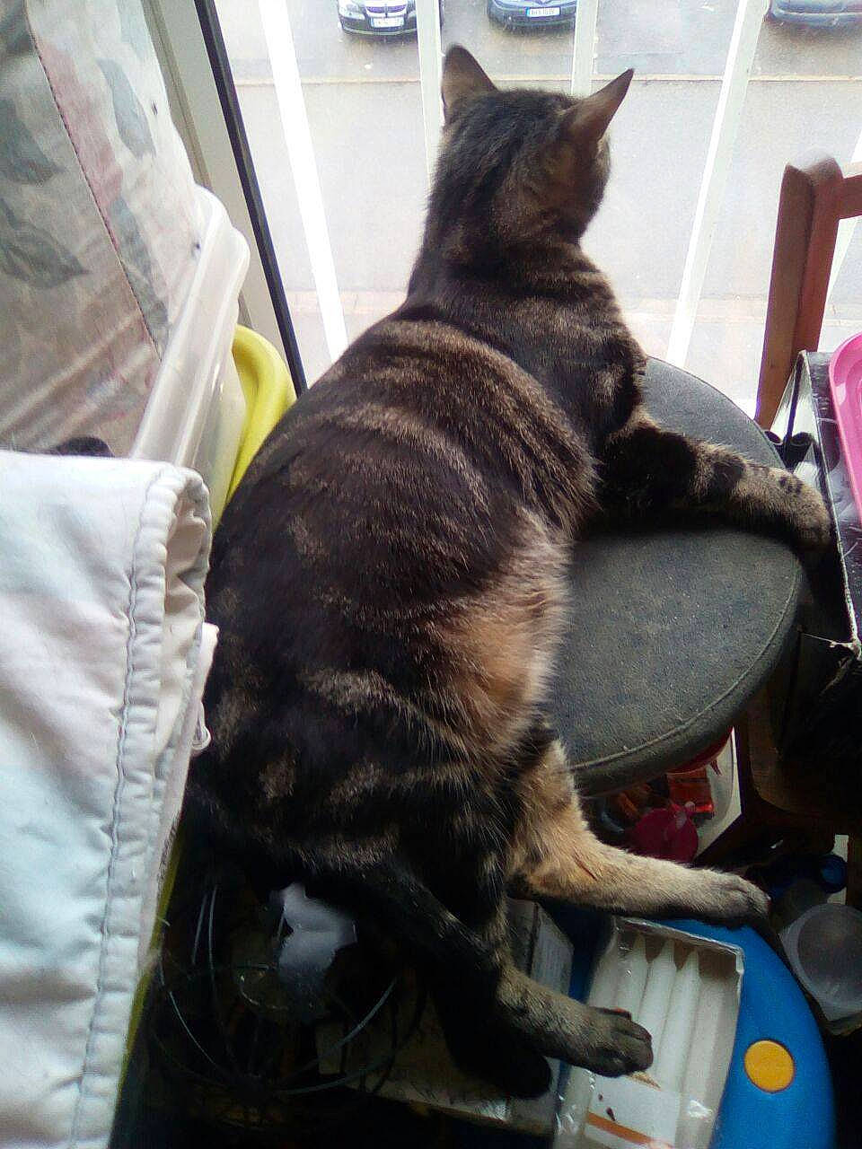 Puma a rejoint le concours — aidez-le/la à gagner de superbes lots ! black_cat, canidae, carnivore, cat, chair, claw, collar, comfort, dog_breed, domestic_short_haired_cat, felidae, fur, small_to_medium_sized_cats, snout, sporting_group, tail, terrestrial_animal, whiskers, working_animal