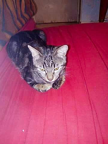 Puma a rejoint le concours — aidez-le/la à gagner de superbes lots ! carnivore, cat, comfort, darkness, domestic_short_haired_cat, felidae, floor, flooring, fur, grey, hardwood, paw, small_to_medium_sized_cats, snout, tail, terrestrial_animal, whiskers, wood, wood_flooring