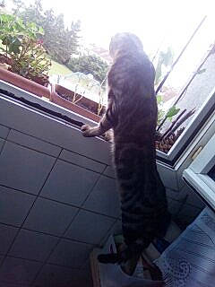 Puma participe au concours pour gagner de l'argent avec cette photo : canidae, carnivore, cat, felidae, fur, grass, hat, human_leg, metal, plant, selfie, shadow, small_to_medium_sized_cats, sporting_group, tail, tints_and_shades, tree, whiskers, window, winter