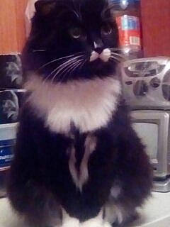 Nesta a rejoint le concours — aidez-le/la à gagner de superbes lots ! automotive_tire, black_cat, british_longhair, carnivore, cat, claw, domestic_short_haired_cat, electric_blue, felidae, fur, kitchen_appliance, moustache, paw, sitting, small_to_medium_sized_cats, snout, tail, whiskers