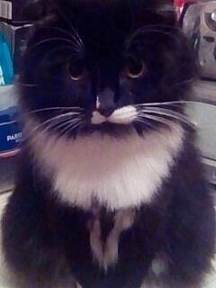 Nesta a rejoint le concours — aidez-le/la à gagner de superbes lots ! carnivore, cat, domestic_short_haired_cat, electric_blue, felidae, formal_wear, fur, iris, jaw, monochrome_photography, moustache, paw, pet_supply, photo_caption, small_to_medium_sized_cats, snout, square, tail, terrestrial_animal, whiskers