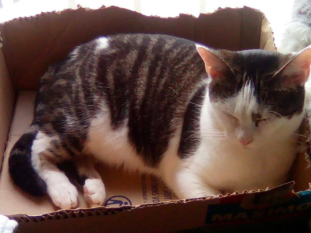 Miaous participe au concours pour gagner de l'argent avec cette photo : box, cardboard, carnivore, cat, comfort, domestic_short_haired_cat, eye, felidae, fur, nap, paw, shipping_box, sitting, sleep, small_to_medium_sized_cats, snout, tail, tree, whiskers, wood