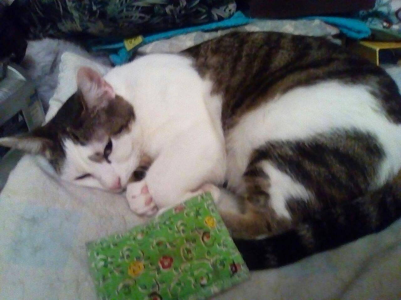 Miaous participe au concours pour gagner de l'argent avec cette photo : carnivore, cat, claw, comfort, domestic_short_haired_cat, felidae, fur, grass, nap, paw, sleep, small_to_medium_sized_cats, snout, tail, whiskers