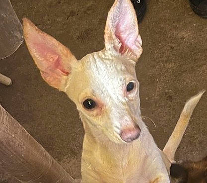 Princess joined the competition — help win amazing prizes! canidae, carnivore, companion_dog, dog, dog_breed, ear, event, fawn, fur, jaw, snout, terrestrial_animal, whiskers