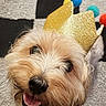 Chance is registered to the contest to win money with this photo: animal, black_and_white, checkered, close_up, cozy, crown, cute, dog, face, fur, golden_crown, happy, indoor, pet, playful, pom_poms, portrait, small_dog, smiling, tongue_out