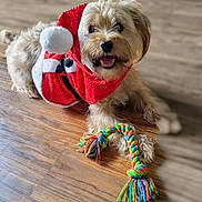 Chance joined the competition — help win amazing prizes! animal, canine, companion, costume, cute, dog, domestic_animal, festive, fur, happy, holiday, indoor, lying_down, pet, playful, rope_toy, santa_outfit, smiling, toy, wooden_floor