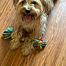Chance is registered to the contest to win money with this photo: animal, companion, cute, dog, domestic_animal, fluffy, friendly, fur, happy, indoor, looking_up, paws, pet, playful, relaxed, rope_toy, small_dog, tongue_out, toy, wooden_floor