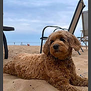 Lola joined the competition — help win amazing prizes! dog, beach, sand, curly_fur, outdoor, pet, relaxed, canine, brown_fur, collar, summer, vacation, leisure, daytime, cloudy_sky, chair, resting, animal, nature, scenic