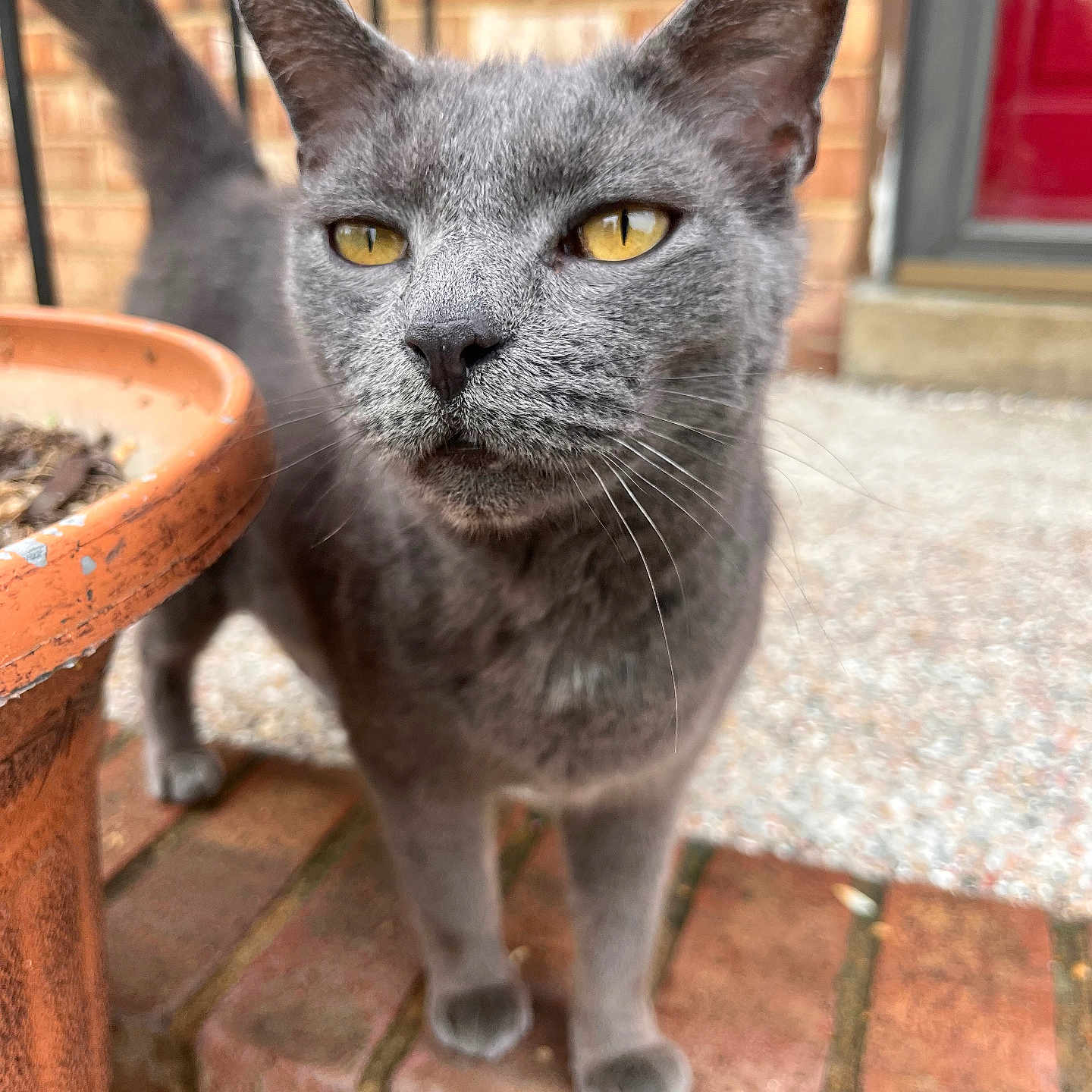 Kitty is registered to the contest to win money with this photo: animal, background, brick_steps, cat, close_up, curious, daylight, door, ears, feline, fur, grey_cat, outdoor, pet, plant_pot, red_door, sidewalk, tail, whiskers, yellow_eyes