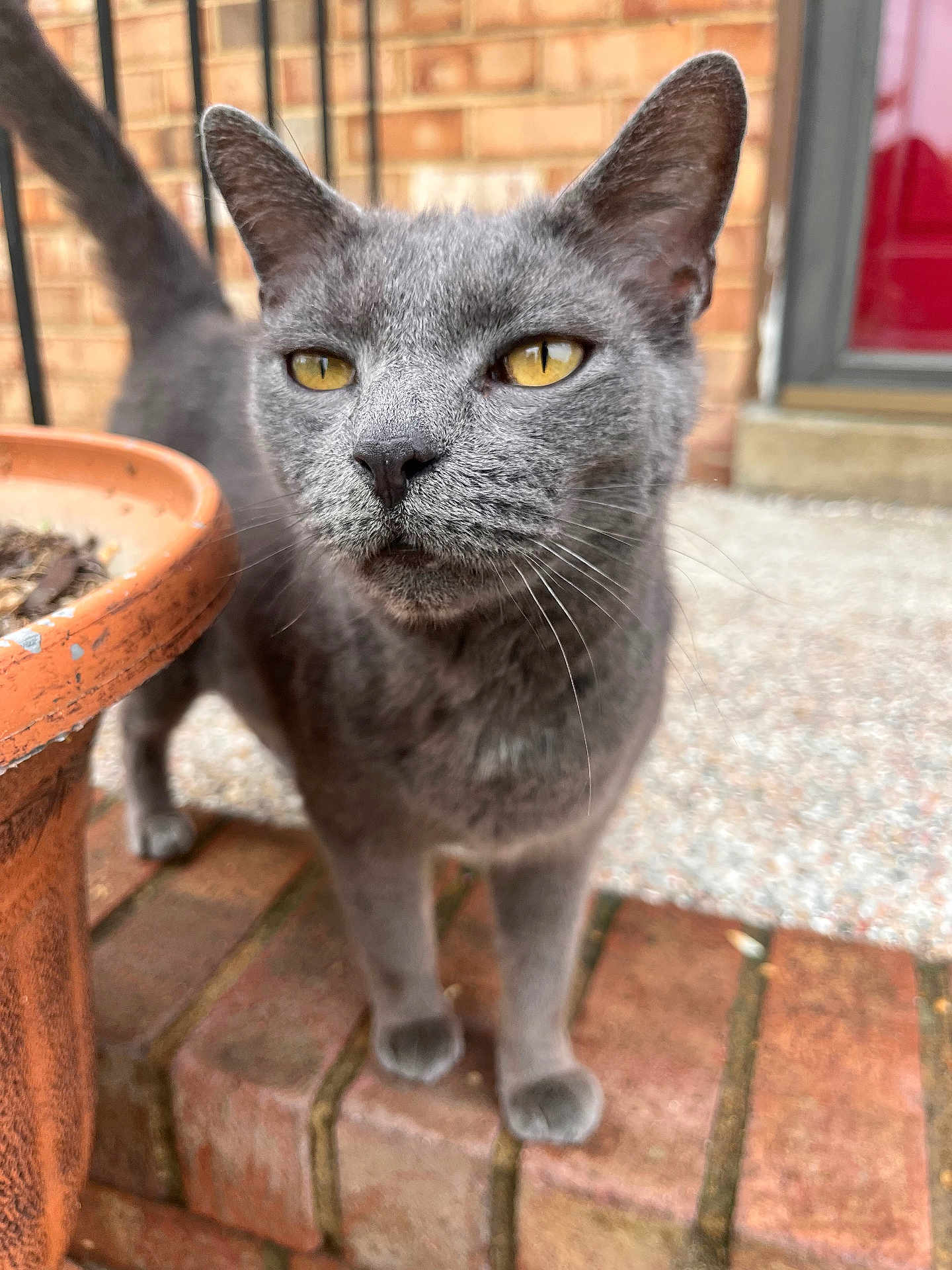 Kitty