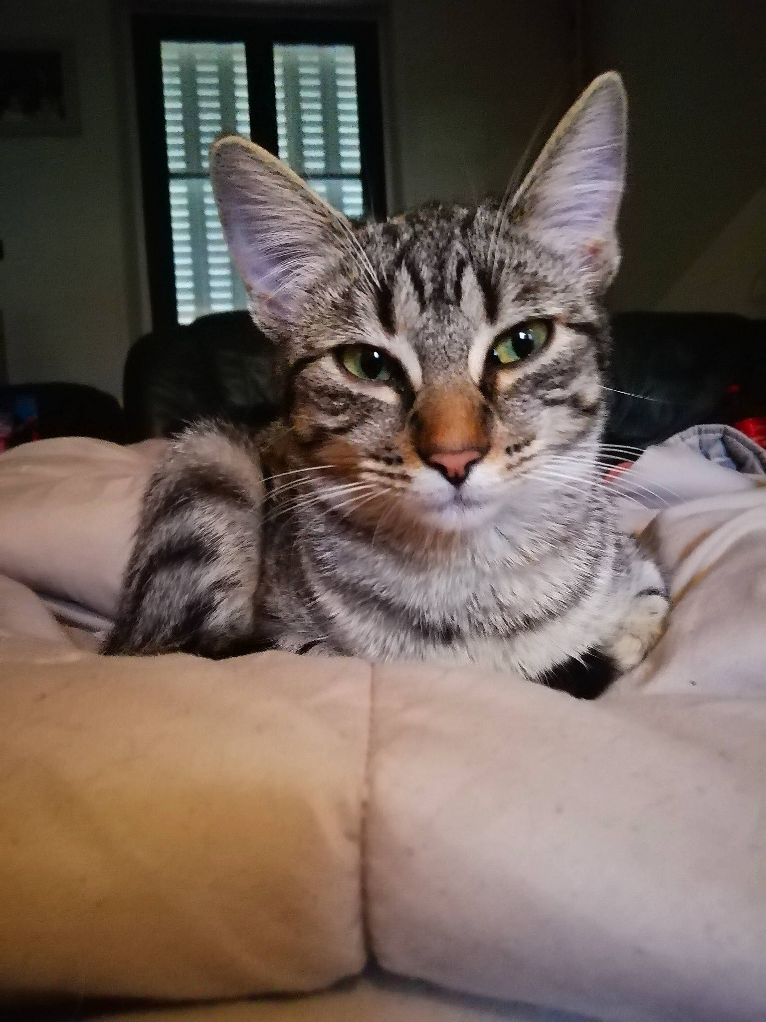 Bozieu a rejoint le concours — aidez-le/la à gagner de superbes lots ! aegean_cat, american_shorthair, california_spangled, cat, cat_like_mammal, domestic_short_haired_cat, dragon_li, european_shorthair, fauna, fur, kitten, mammal, ocicat, pixie_bob, small_to_medium_sized_cats, snout, sokoke, tabby_cat, toyger, whiskers