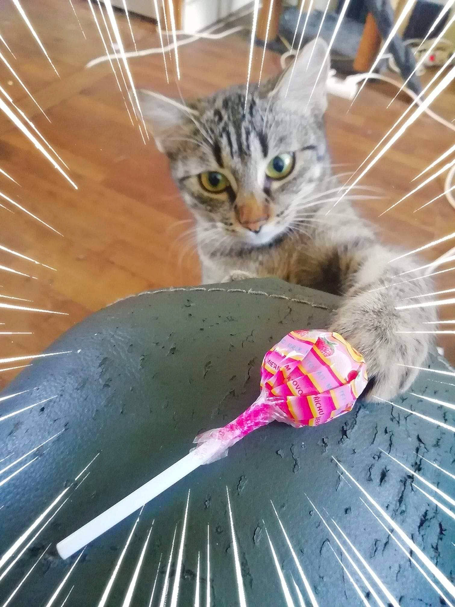 Bozieu a rejoint le concours — aidez-le/la à gagner de superbes lots ! carnivore, cat, domestic_short_haired_cat, felidae, kitten, norwegian_forest_cat, small_to_medium_sized_cats, snout, whiskers