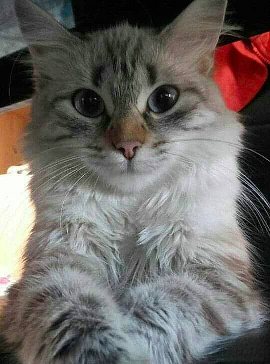 Princesse a rejoint le concours — aidez-le/la à gagner de superbes lots ! aegean_cat, asian_semi_longhair, british_semi_longhair, cat, cat_like_mammal, domestic_long_haired_cat, domestic_short_haired_cat, fur, kitten, maine_coon, nebelung, norwegian_forest_cat, ragamuffin, ragdoll, siberian, small_to_medium_sized_cats, snout, whiskers