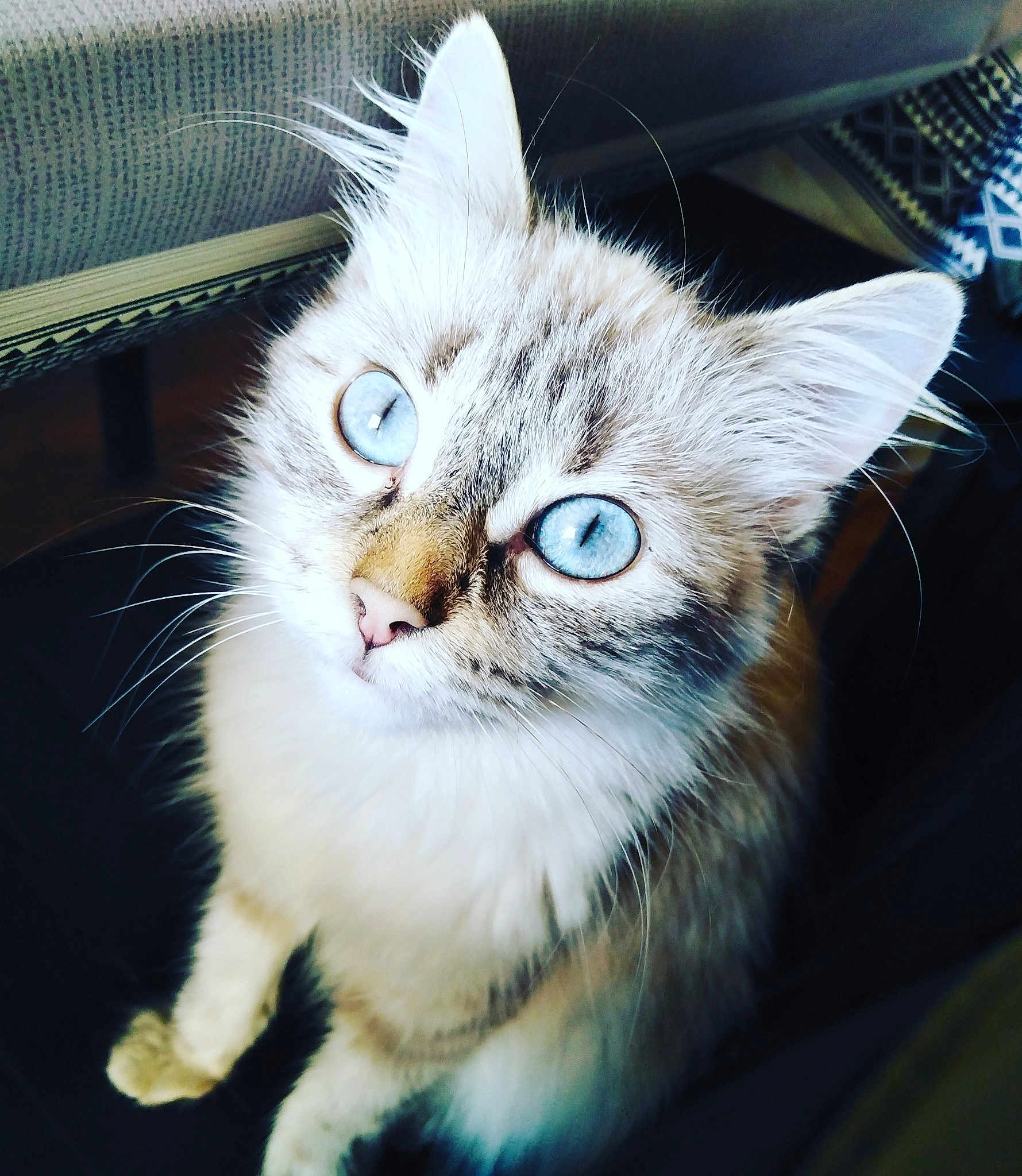 Princesse