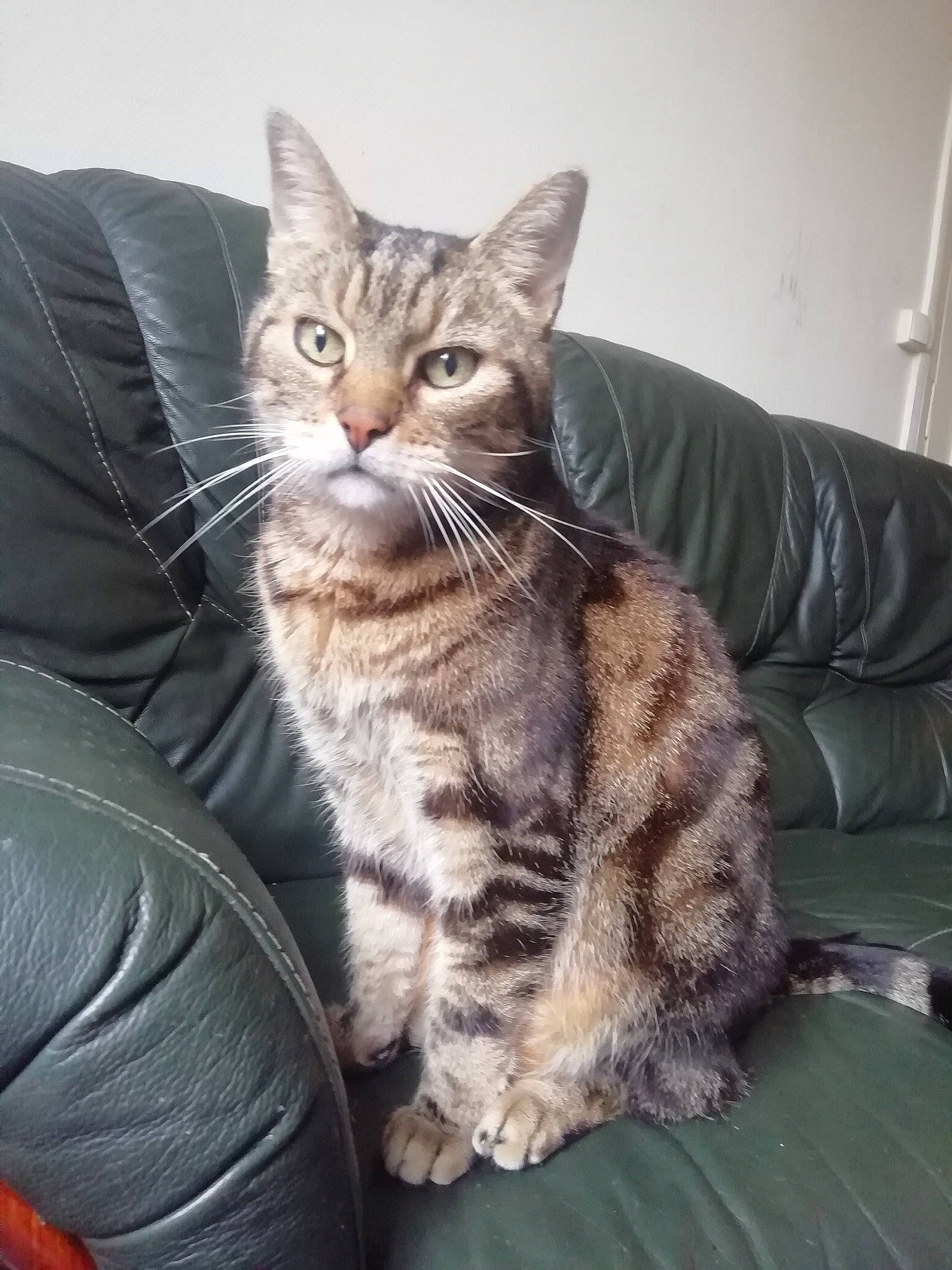 Rocky a rejoint le concours — aidez-le/la à gagner de superbes lots ! american_bobtail, american_shorthair, american_wirehair, asian, australian_mist, california_spangled, carnivore, cat, domestic_short_haired_cat, dragon_li, european_shorthair, felidae, mammal, pixie_bob, sitting, small_to_medium_sized_cats, sokoke, tabby_cat, vertebrate, whiskers