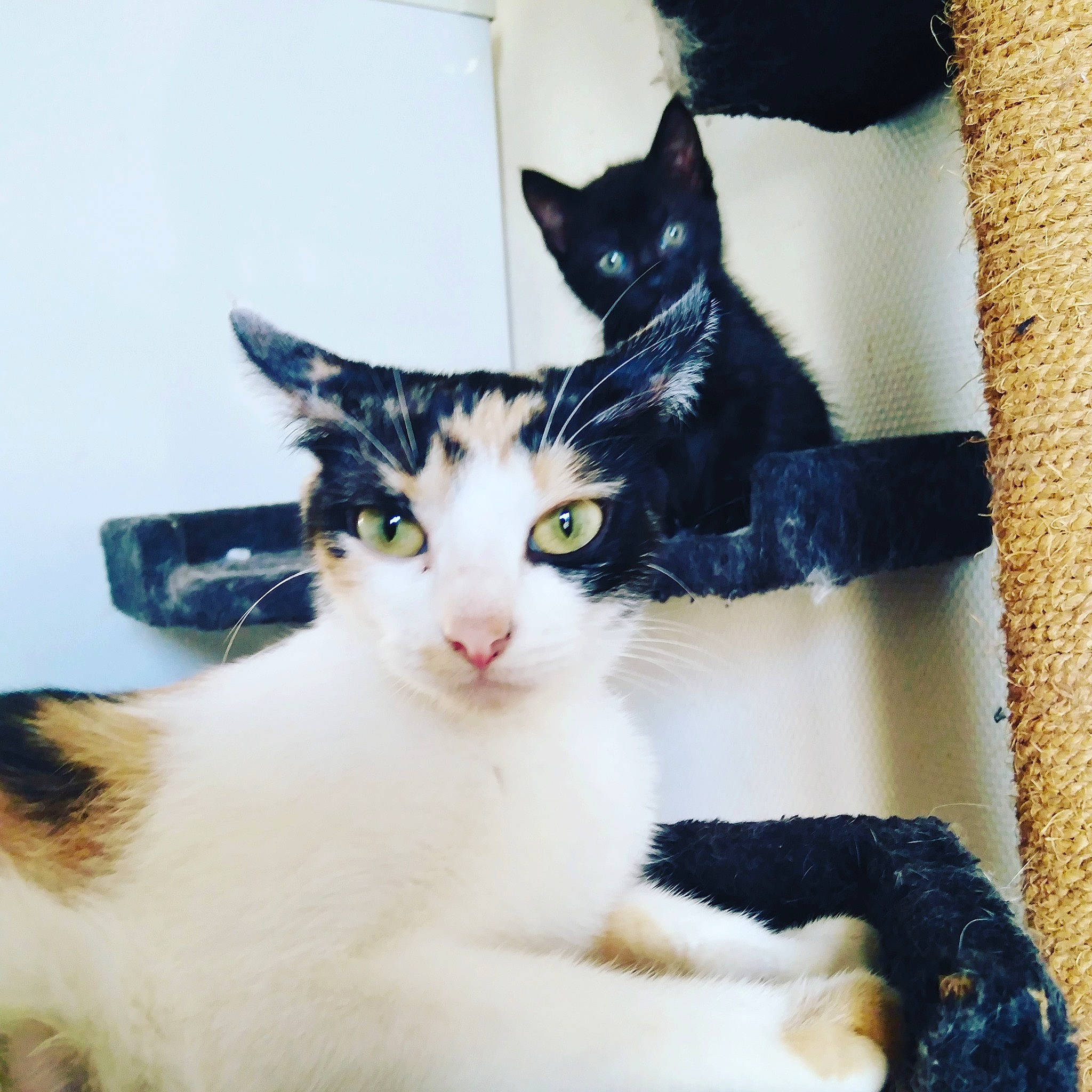 Rose participe au concours pour gagner de l'argent avec cette photo : aegean_cat, american_wirehair, asian, black_and_white, carnivore, cat, domestic_short_haired_cat, ear, european_shorthair, eye, felidae, fur, japanese_bobtail, kitten, mammal, polydactyl_cat, small_to_medium_sized_cats, tail, turkish_van, whiskers