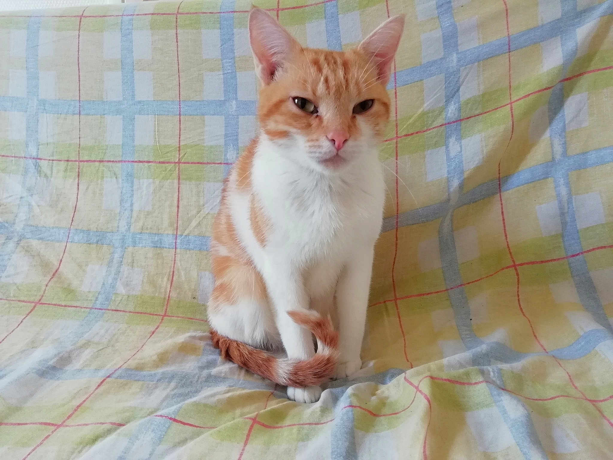 Cannelle