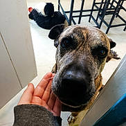Hindy participe au concours pour gagner de l'argent avec cette photo : dog, hand, floor, indoor, tile_floor, table, chair, metal_bowl, pet, animal, furniture, curious, brown_dog, black_and_white_dog, relaxed, room, human_hand, close_up, friendly, canine