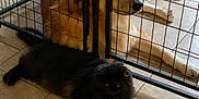 Gwen is registered to the contest to win money with this photo: animal, black_cat, cage, canine, cat, companion, dog, domestic, feline, floor, fur, golden_dog, home, indoor, metal_bars, pet, quiet, relaxing, resting, tile_floor