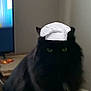 Gwen joined the competition — help win amazing prizes! black_cat, chef_hat, indoor, furniture, television, green_eyes, shadow, furry, pet, domestic_animal, cozy, living_room, blurred, soft_lighting, background, feline, cute, animal, companion, mystery