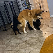 Gwen joined the competition — help win amazing prizes! dog, cat, indoor, tile_floor, pantry, hallway, pet, animal, brown_dog, black_cat, furniture, home, door, light, playful, interaction, floor, pet_friendly, animal_companions, cozy