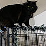 Gwen joined the competition — help win amazing prizes! black_cat, cat, indoor, feline, perched, metal_cage, garland, yellow_eyes, fluffy, pet, animal, domestic, looking, curious, furniture, home, wall, ceiling, closeup, standing