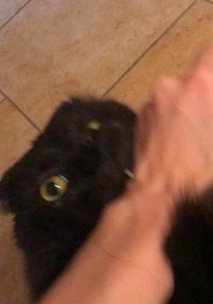 Gwen is registered to the contest to win money with this photo: black_cat, cat, hand, bite, playful, tile_floor, close_up, pet, animal, feline, domestic_cat, indoor, blurred, motion_blur, eye, paw, interaction, human, fur, whiskers