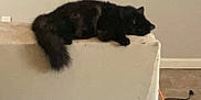 Gwen is registered to the contest to win money with this photo: cat, black_cat, furniture, couch, indoor, pet, animal, floor, cord, bag, relaxing, resting, tail, wall, painting, tile_floor, household, domestic, lazy, home