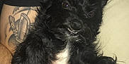 Scruff joined the competition — help win amazing prizes! dog, black_dog, pet, lying_down, couch, indoor, fur, white_patch, person, tattoo, arm, black_shirt, close_up, animal, companion, relaxed, cute, furry, portrait, home