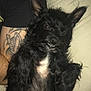 dog, black_dog, pet, lying_down, couch, indoor, fur, white_patch, person, tattoo, arm, black_shirt, close_up, animal, companion, relaxed, cute, furry, portrait, home